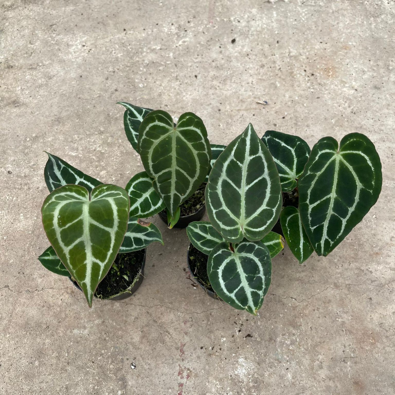 Anthurium Crystallinum Hybrid “Dark Super Silver” – I'm The New Green